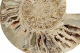 Massive, Daisy Flower Ammonite (Choffaticeras) - Madagascar #191267-5